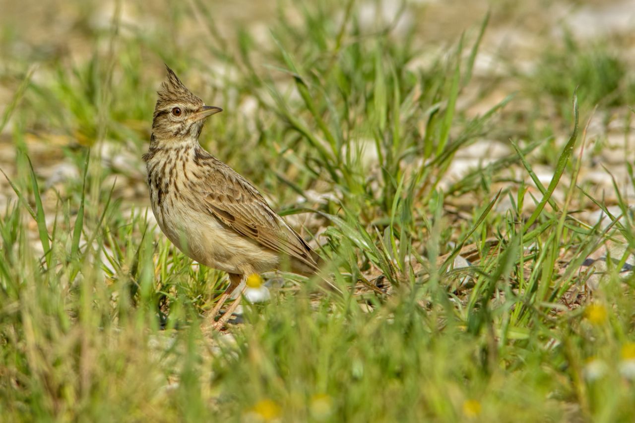 Cappellaccia (Galerida cristata)